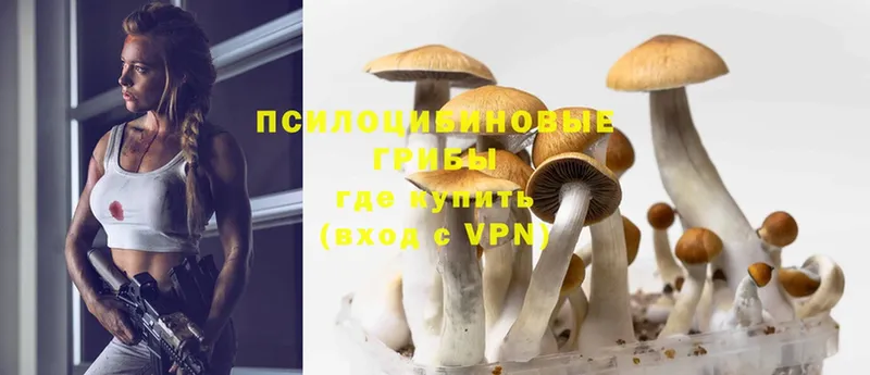 закладки  Сергач  Галлюциногенные грибы Psilocybine cubensis 